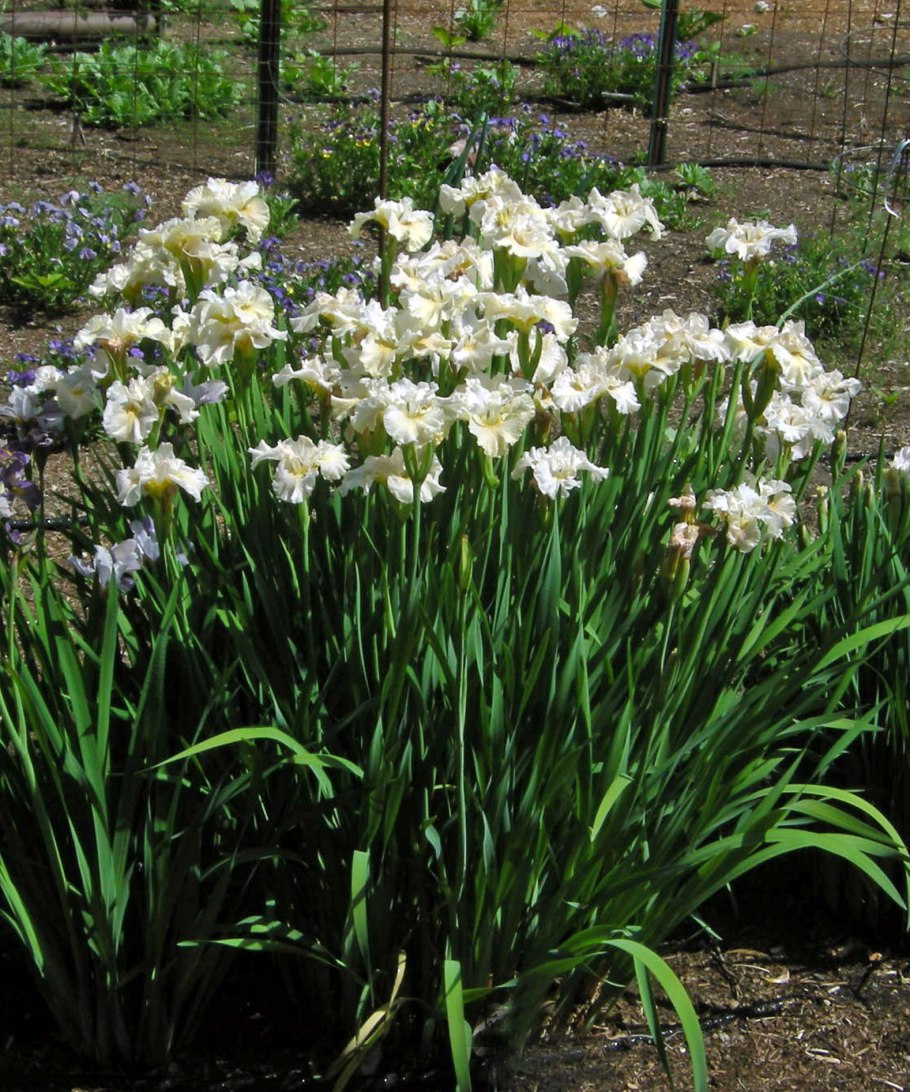 Ирис Сибирский Wynne Magnolia