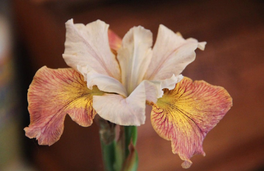 Ирис Сибирский Йеллоу Тейл