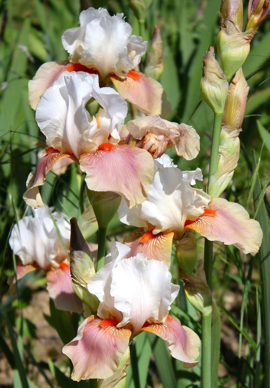 Ирис Сибирский Анкоркед