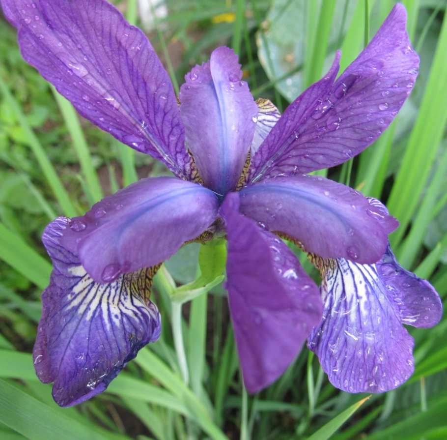 Ирис Сибирский Суон ин Флайт