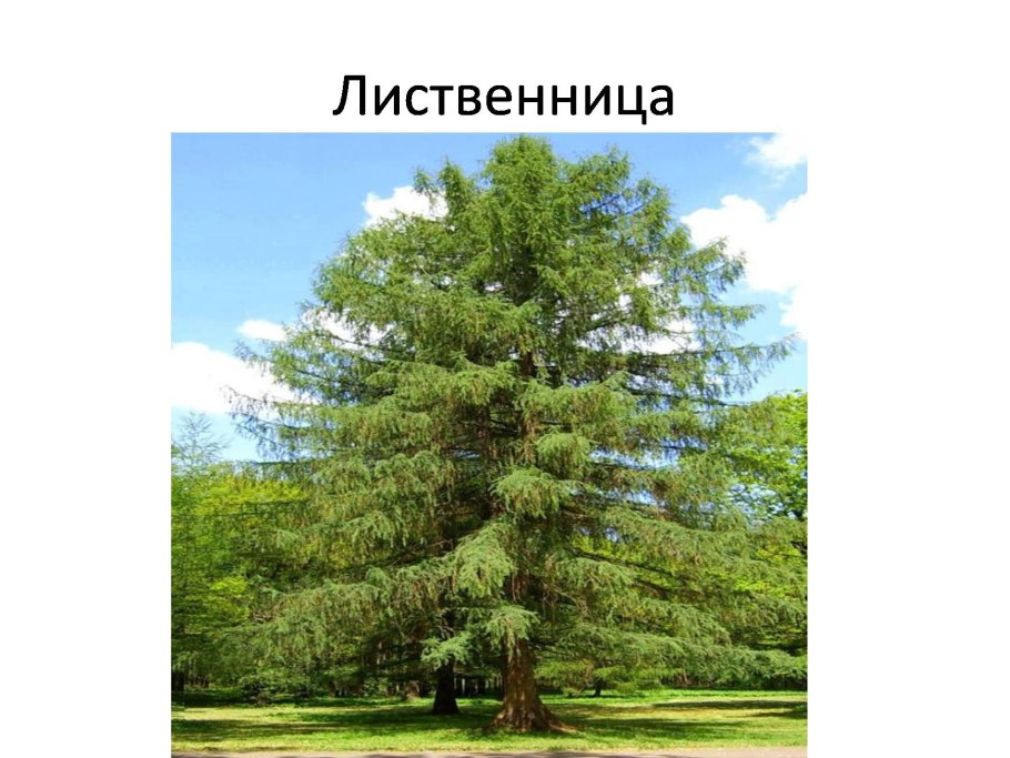 Хвоинки сосна и ель