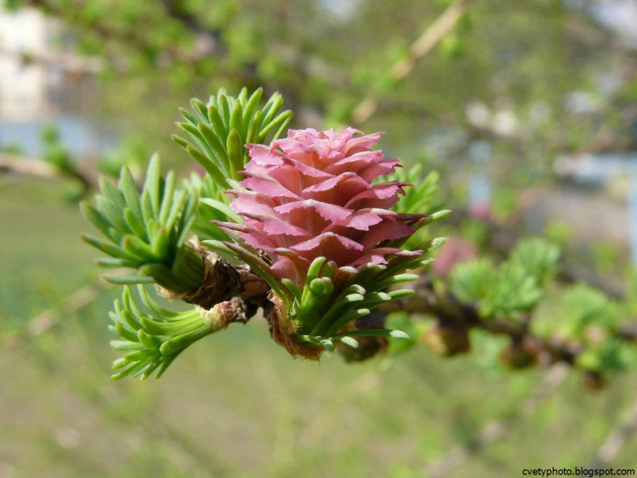 Пихта Кедровая хвоинки
