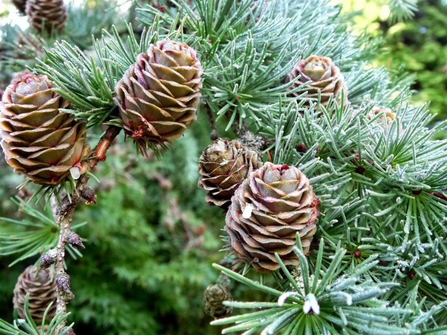 Лиственница дерево