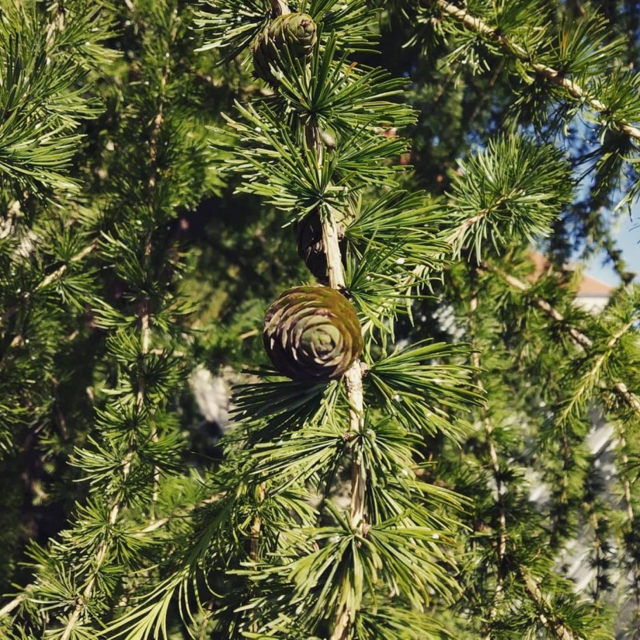 Ель обыкновенная роль в природе