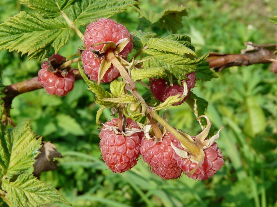 Малина Дикая Лесная