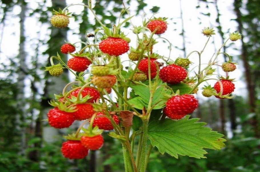 Куст земляники в лесу