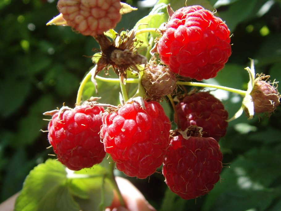 Малина Дикая Лесная