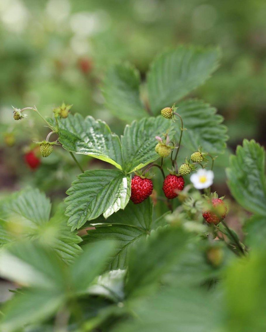 Ягоды малина земляника