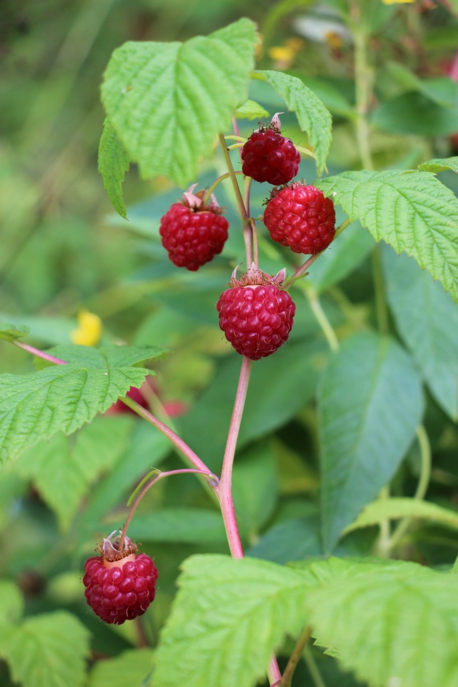 Малина обыкновенная Лесная