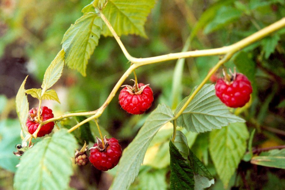 Малина полукустарник