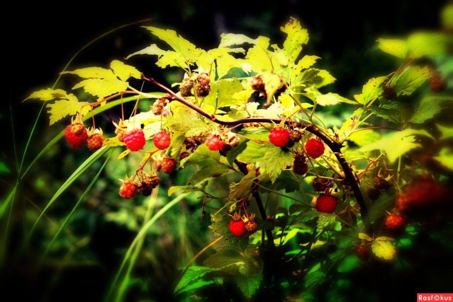 Ягода малина в лес меня Манила