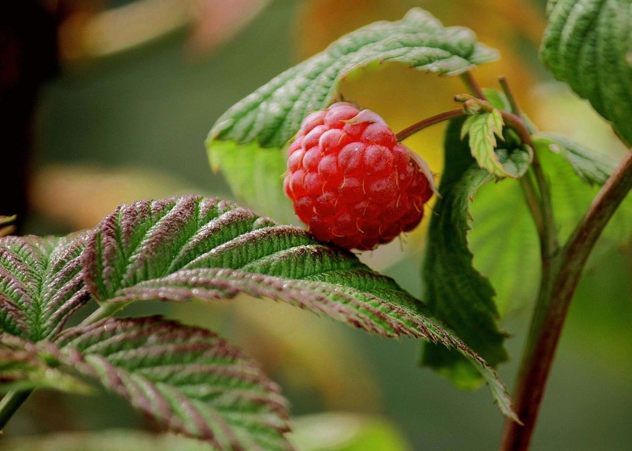 Малина Лесная поликарпик