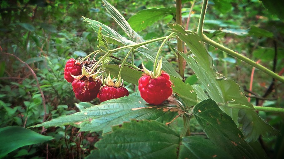 Малина Дикая Лесная