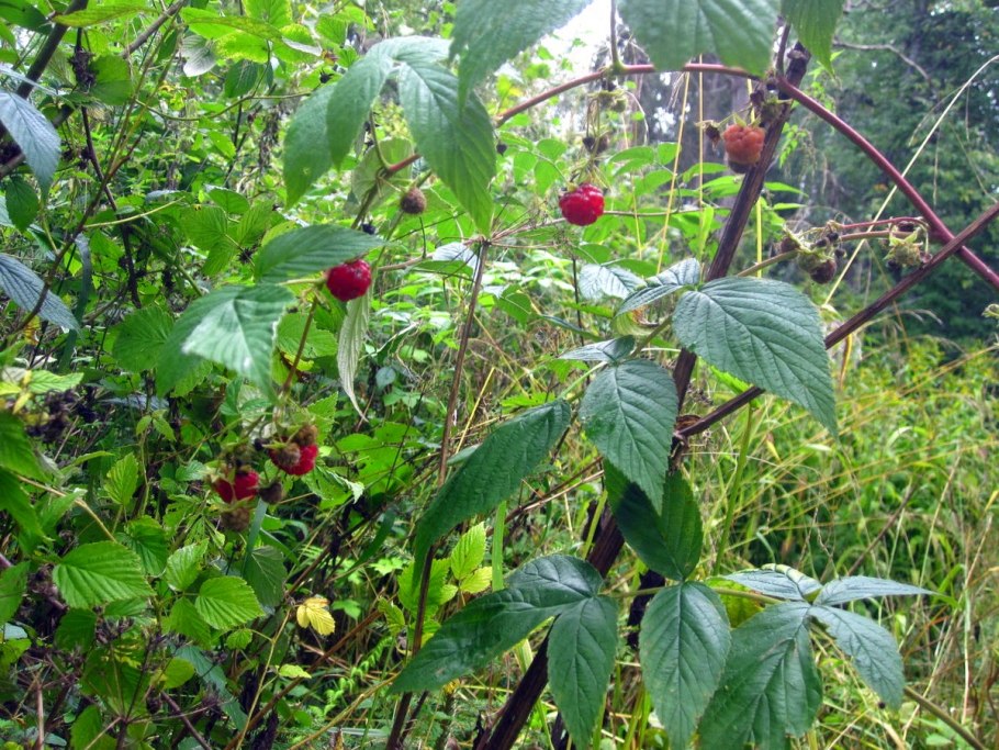 Малина Лесная