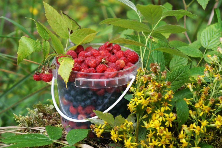 Лесные ягоды малина