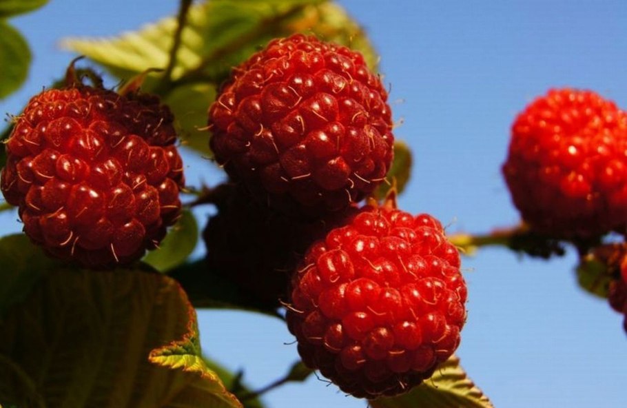 Ягода малина в лесу