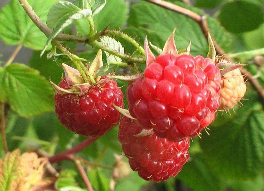 Малина Барнаульская