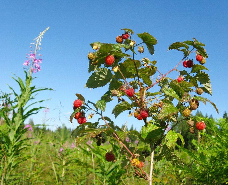 Малина Лесная куст