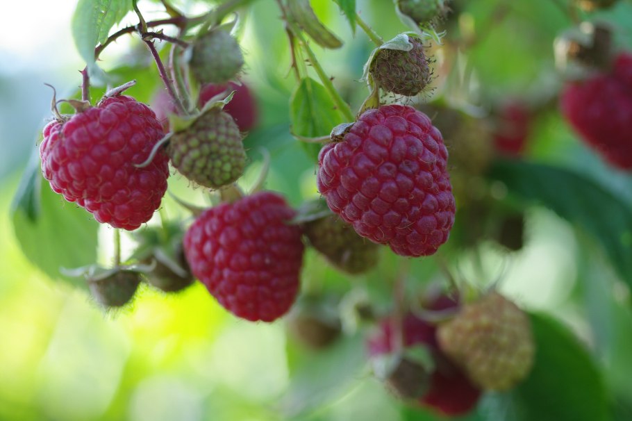 Малина Родзиёва