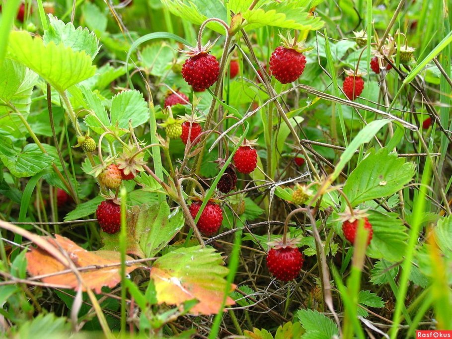 Лесная малина и земляника
