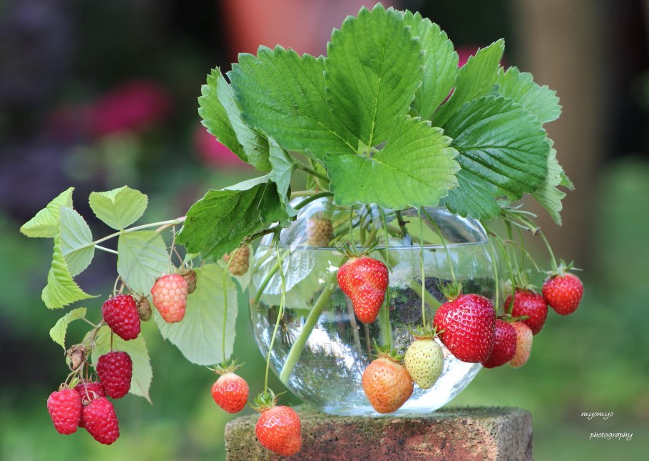 Клубника малина земляника