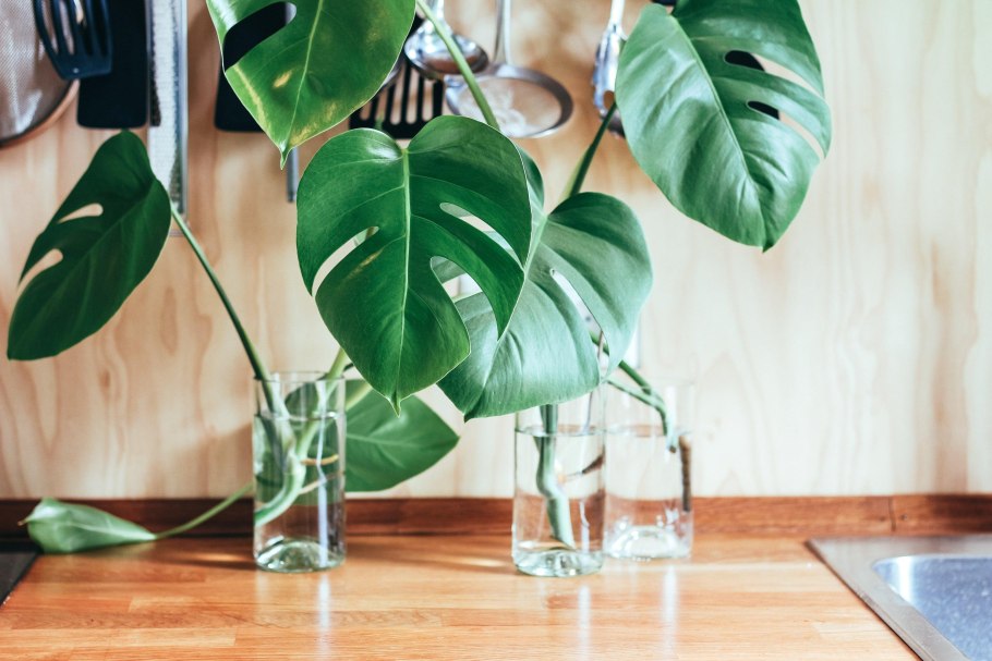 Монстера деликатесная (Monstera deliciosa)
