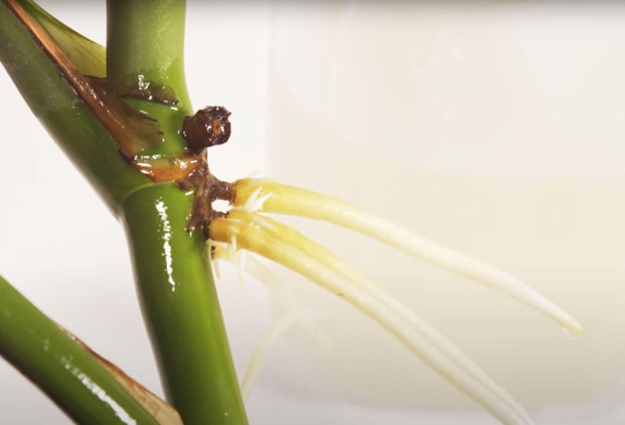 Monstera Leaf propagation
