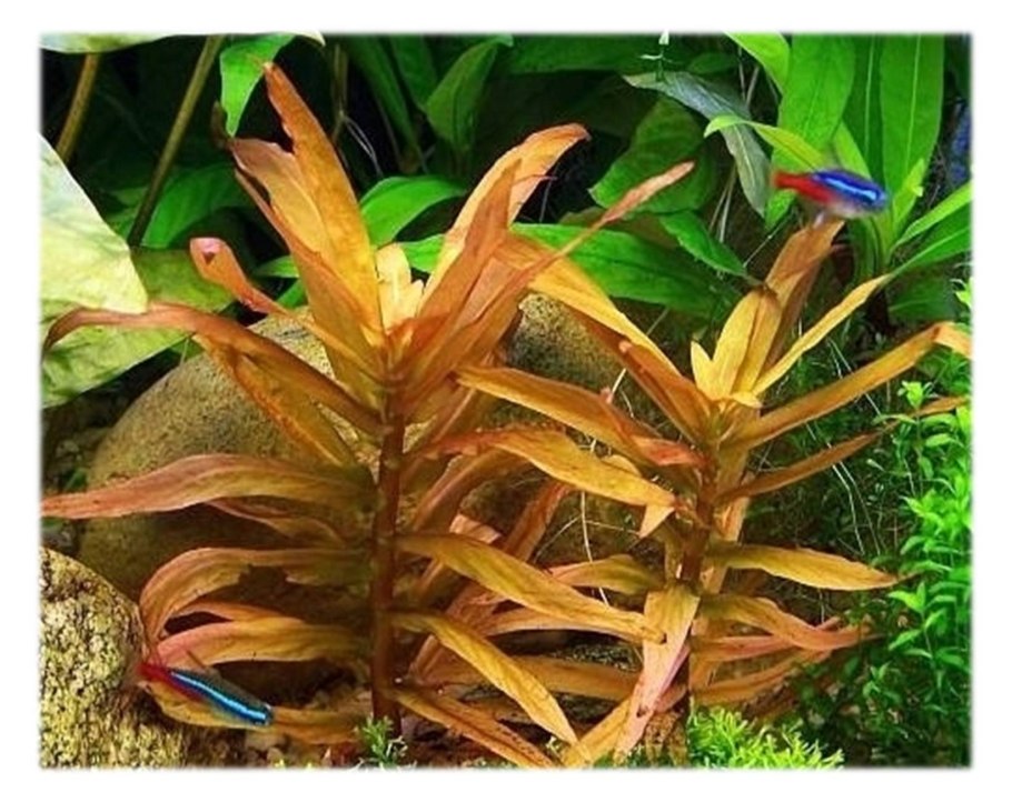 Аммания мультифлора (Ammania multiflora)