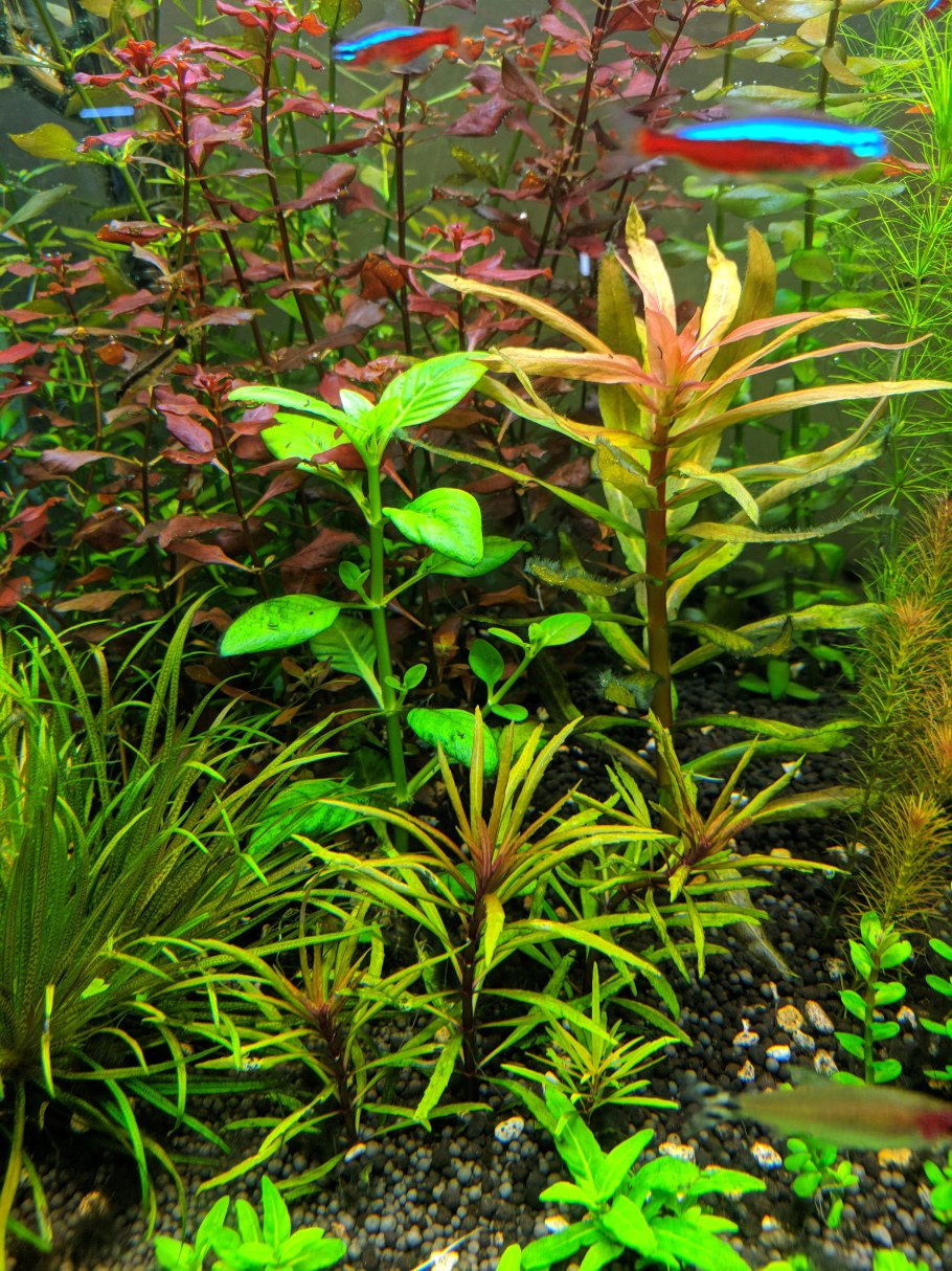 Аммания мультифлора (Ammania multiflora)