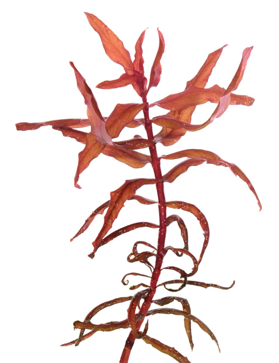 Аммания Грацилис (Ammannia gracilis)