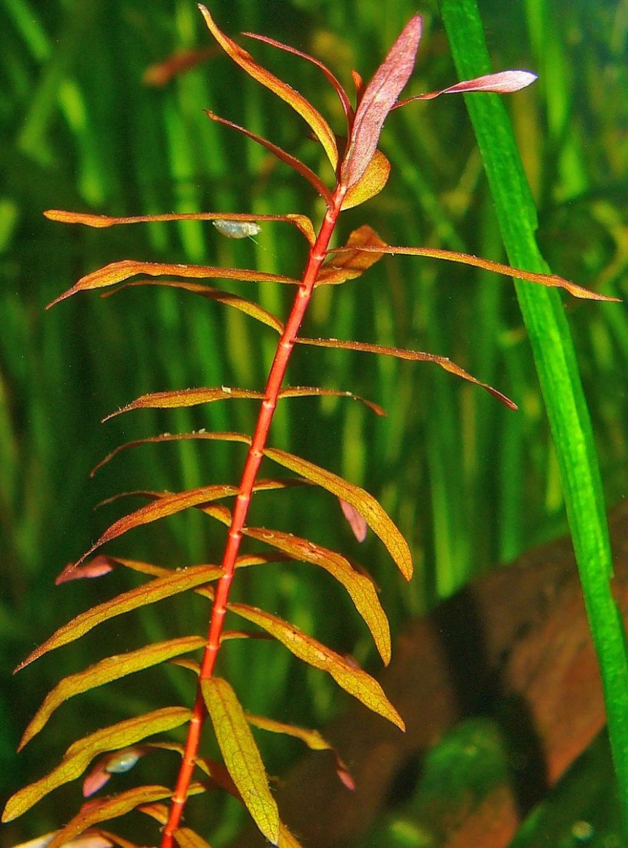 Аммания мультифлора (Ammania multiflora)