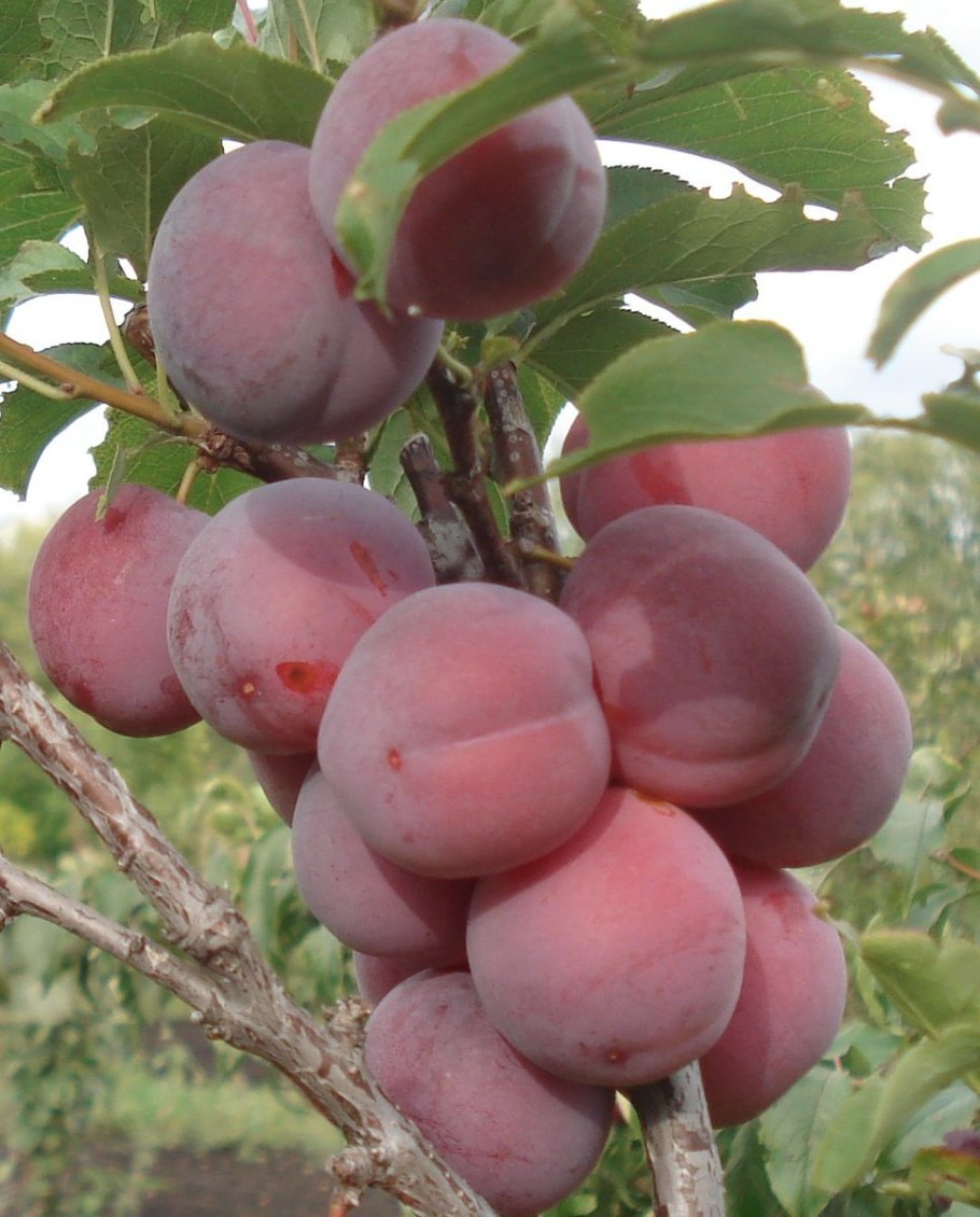 Prunus domestica 'Hauszwetsche'