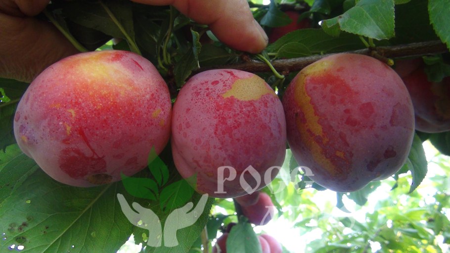 Нектарин шарафуга