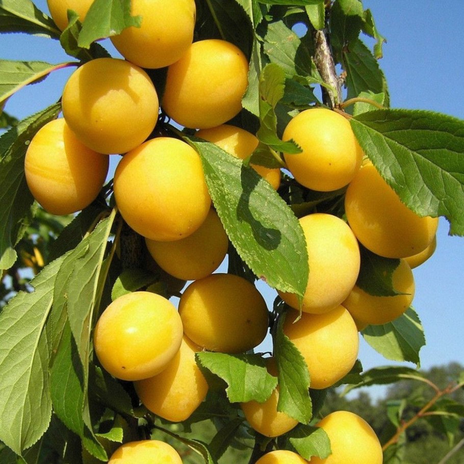 Слива колоновидная Империал