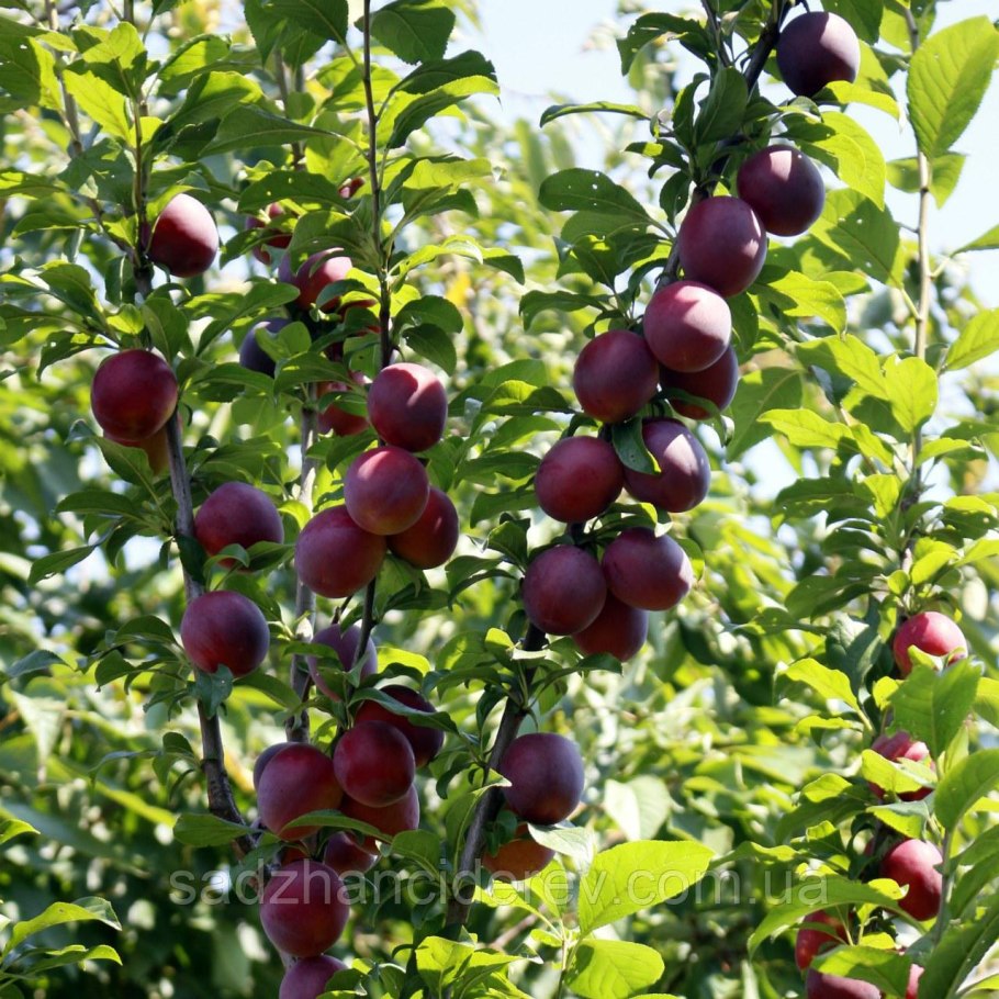 Слива колоновидная алыча