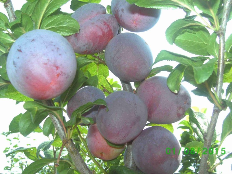 Слива колоновидная Империал