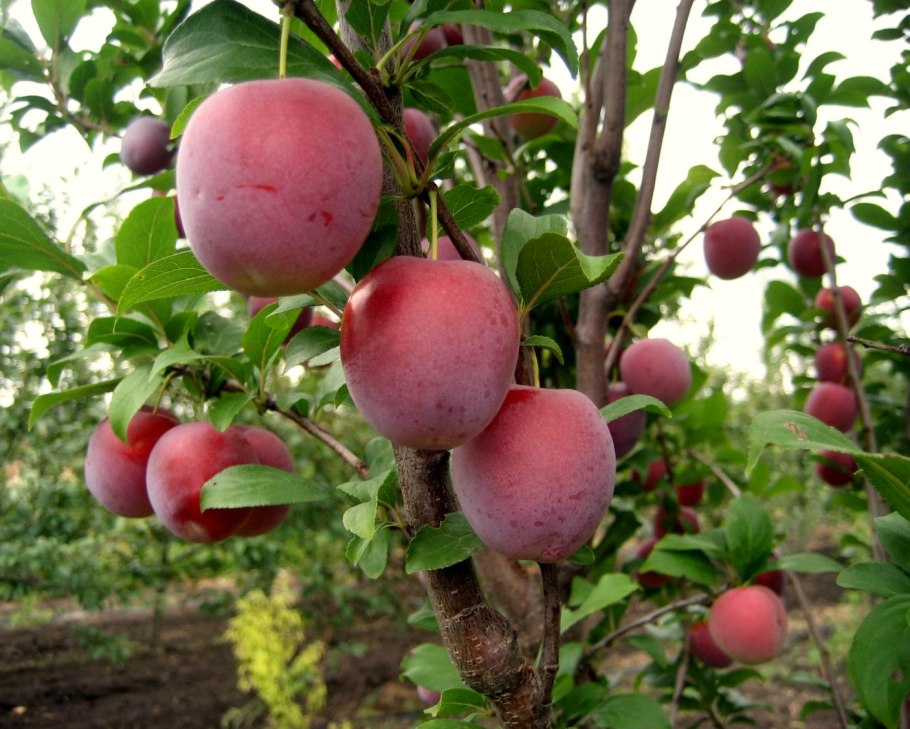 Алыча Империал колоновидная