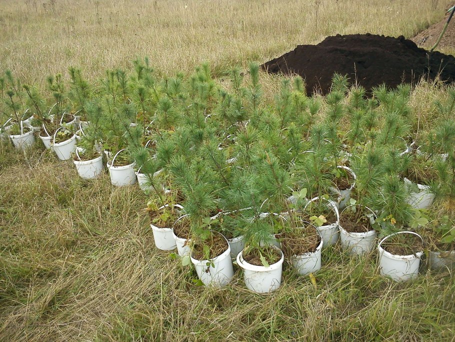 Посадка крупномеров сосны