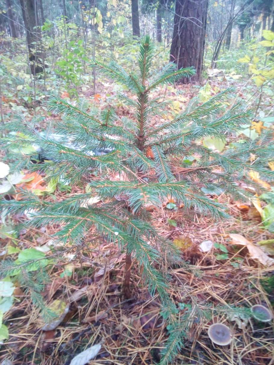 Посадка крупномеров сосны