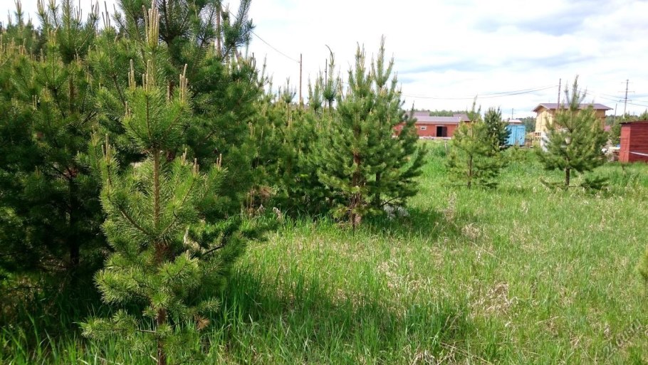 Санитарная обрезка сосны