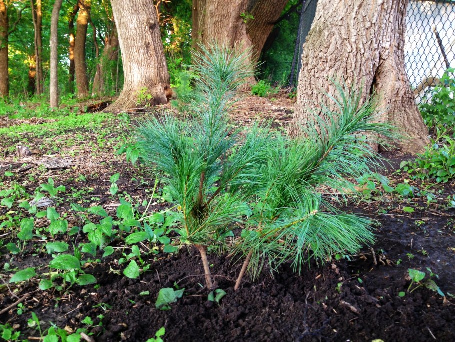 Посадка ели