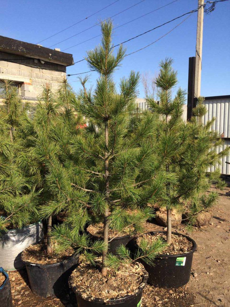 Саженцы сосны на участке