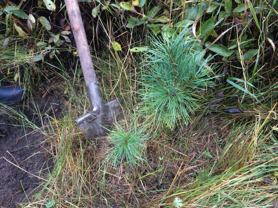 Елки в питомниках в Краснодаре