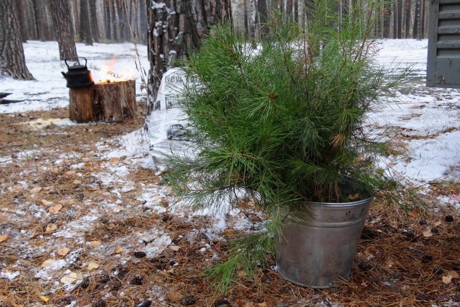 Шейку саженца сосны