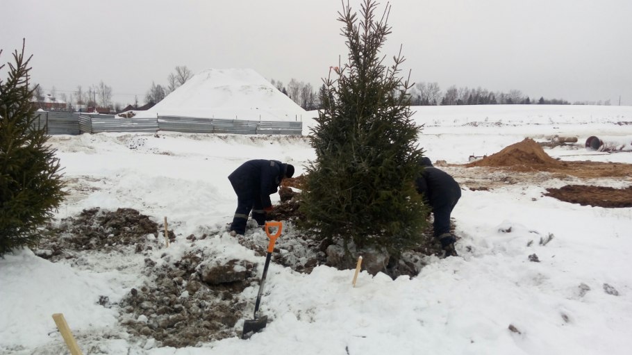 Посадка крупномеров сосны