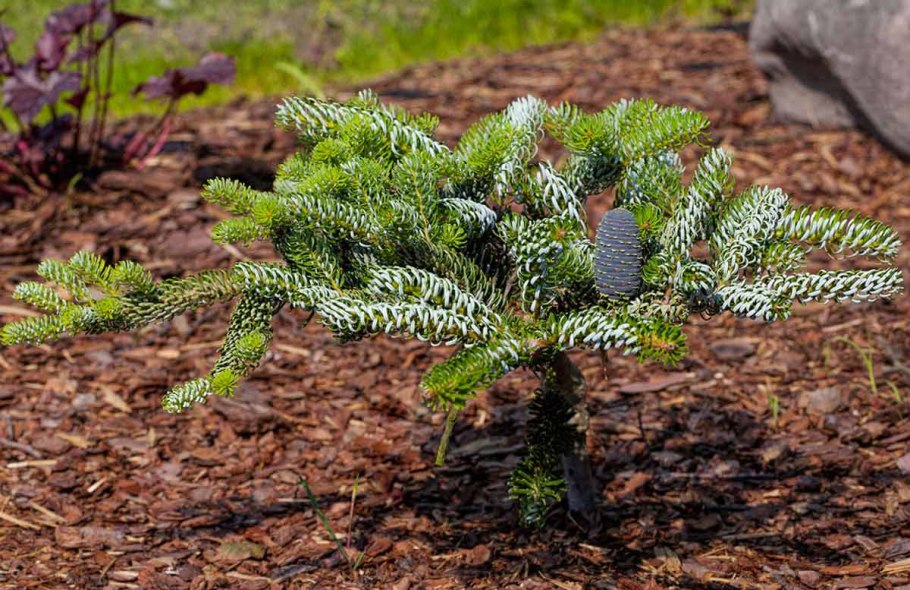 Прополка саженцев