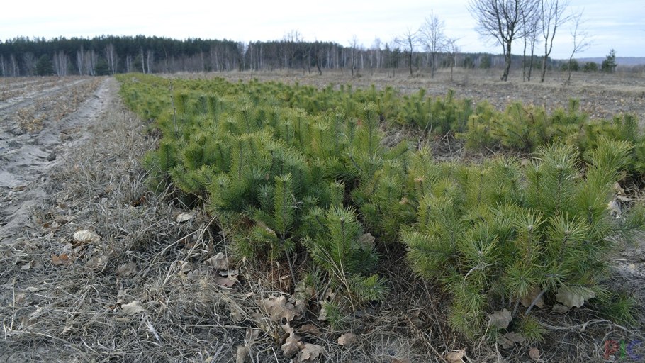 Сосны из леса на участке