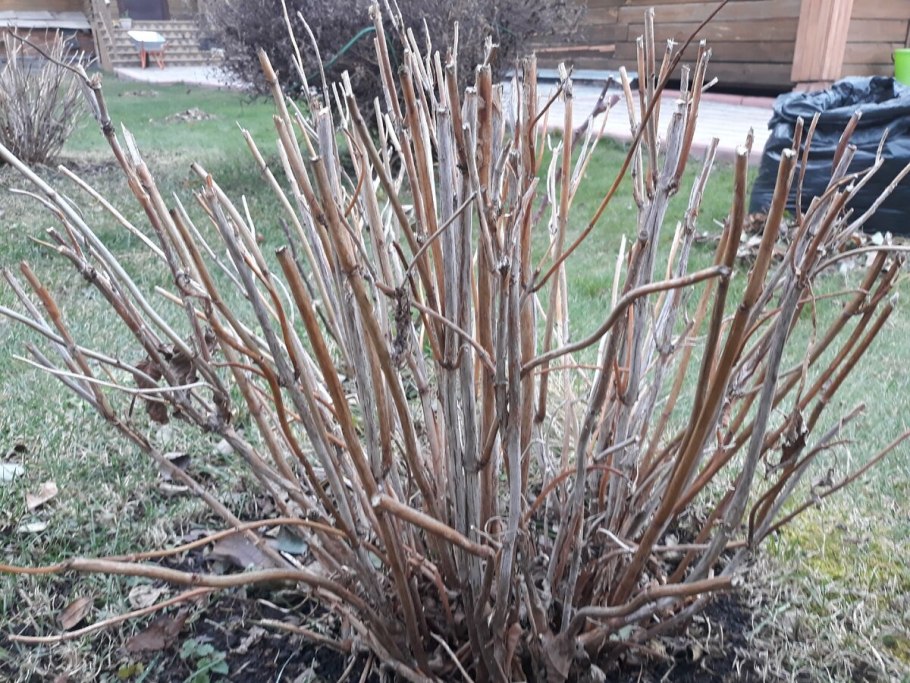 Укрытие крупнолистной гортензии осенью