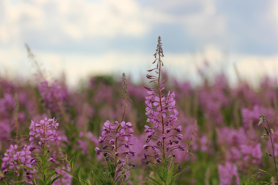 Кипрей узколистный