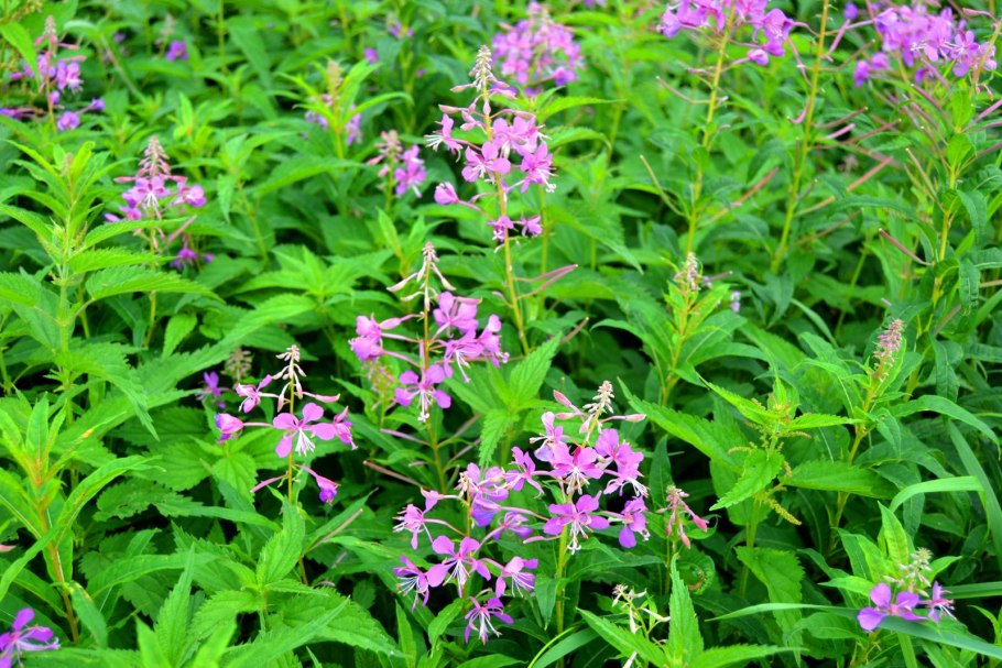 Кипрей узколистный Иван-чай